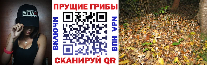 Галлюциногенные грибы мицелий закладки Волоколамск